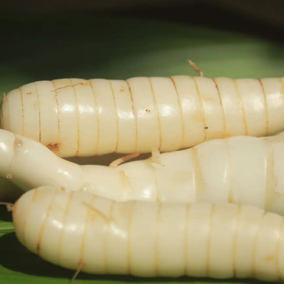 Os moradores da cidade vão pensar que isso são brotos de bambu cozidos