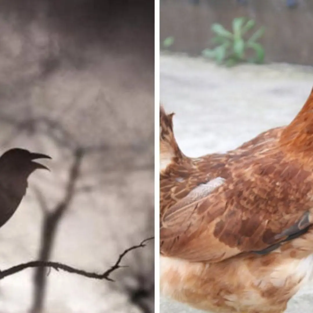 Uma casa com esses 5 sons é sinal de azar. Quais são esses sons?