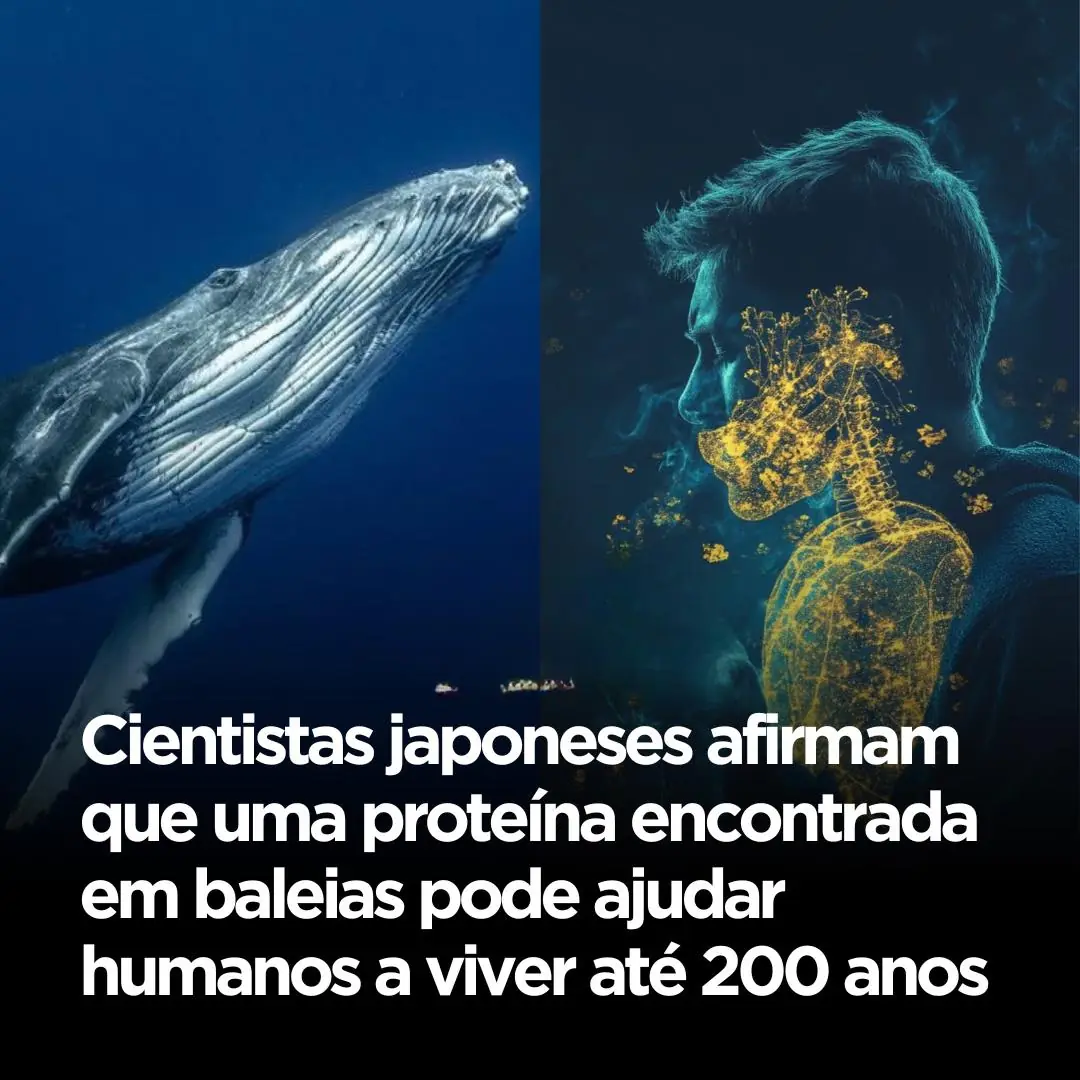 Cientistas da Universidade de Tóquio estudam baleias que podem viver mais de