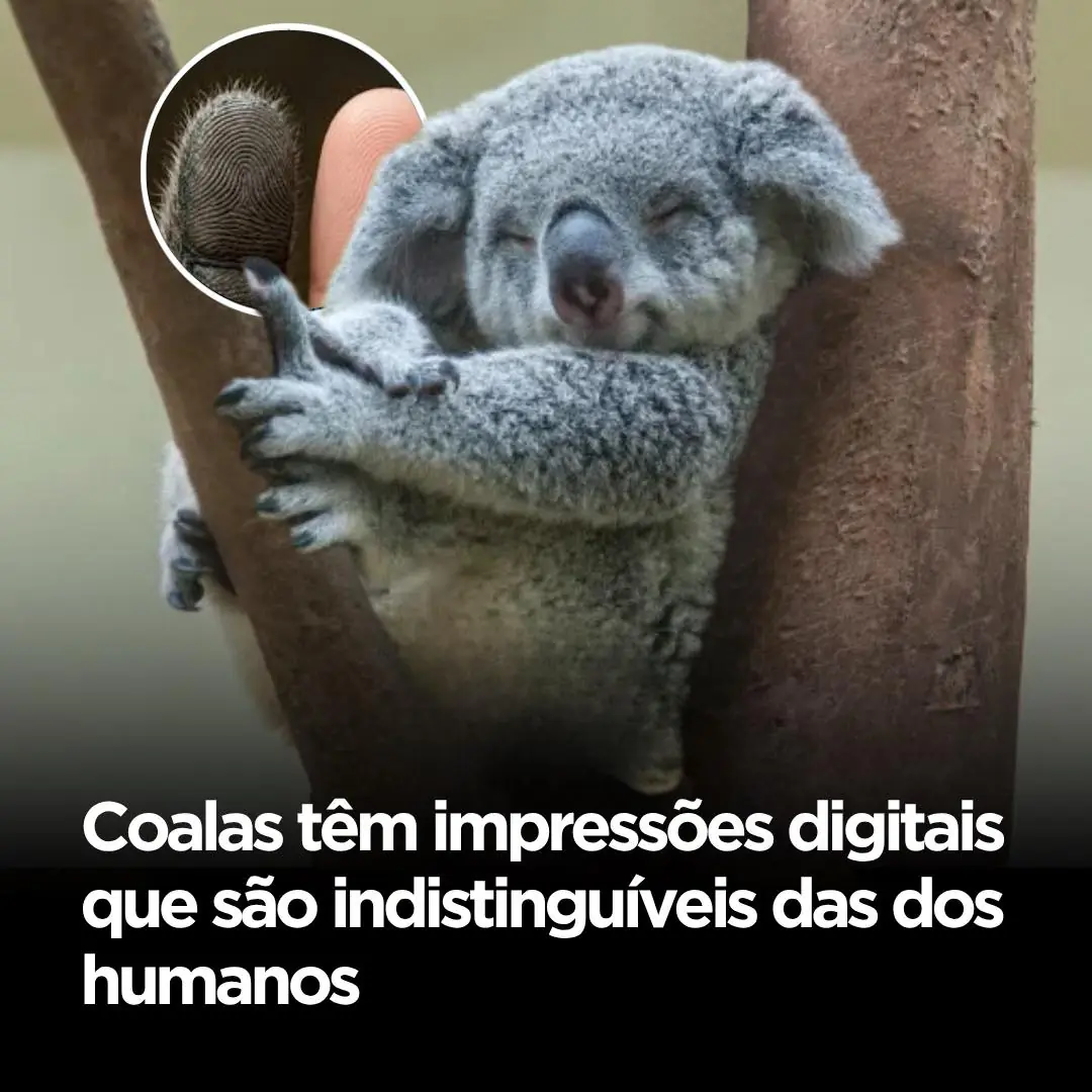 Os coala têm impressões digitais extremamente parecidas com as humanas,