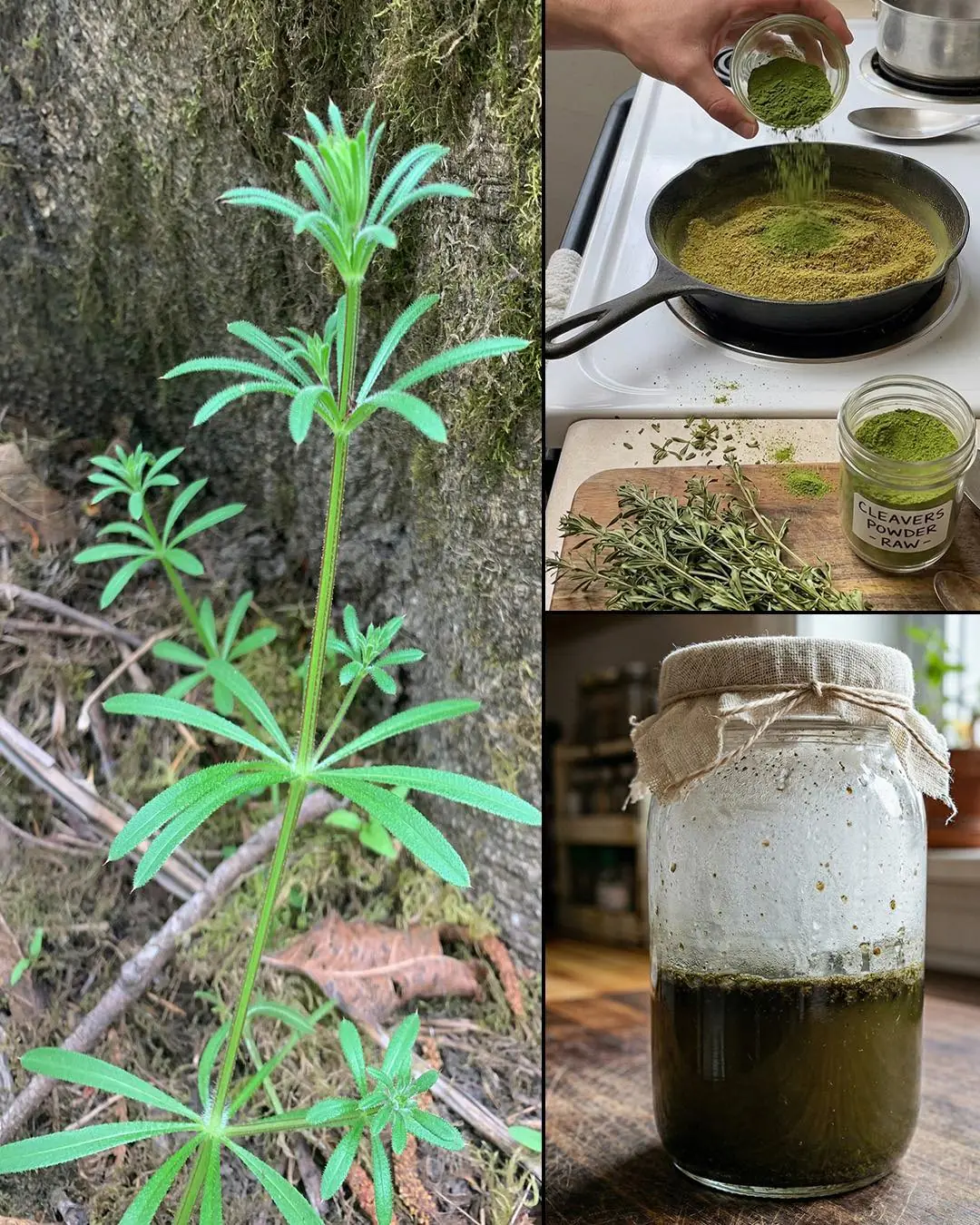 Esta planta pode ser muito ruim para o seu jardim, mas muito poderosa para você! A maioria das pessoas não sabe...