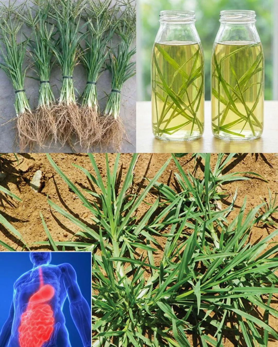 Ter esta planta no seu jardim é mais valioso do que encontrar dinheiro...