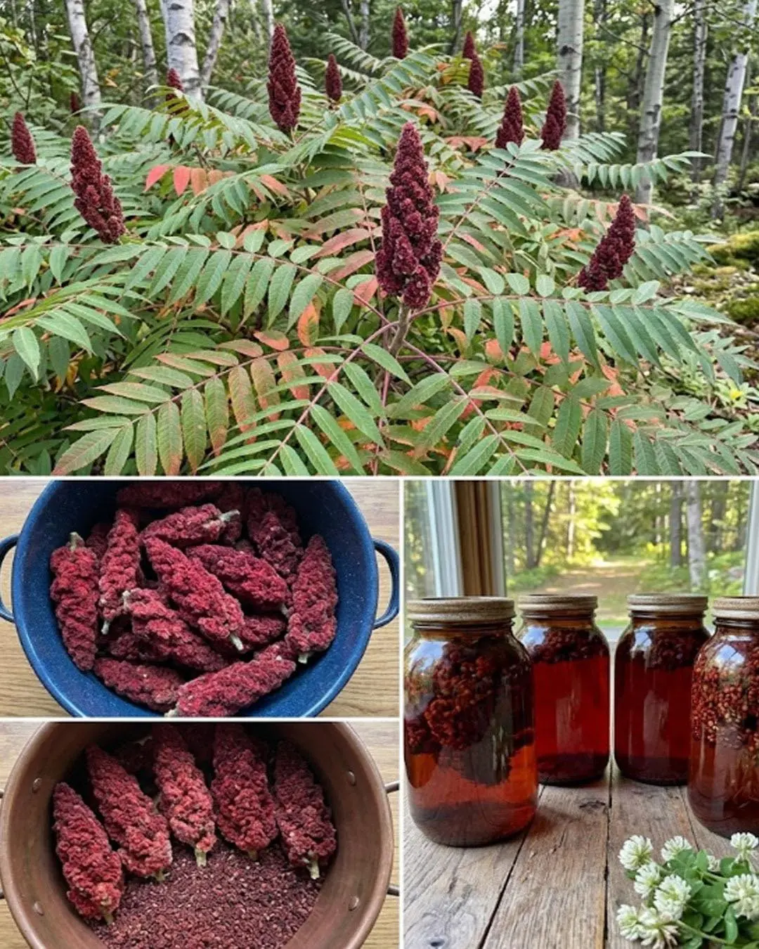 Poucas pessoas conhecem o poder desta árvore! É um verdadeiro tesouro...