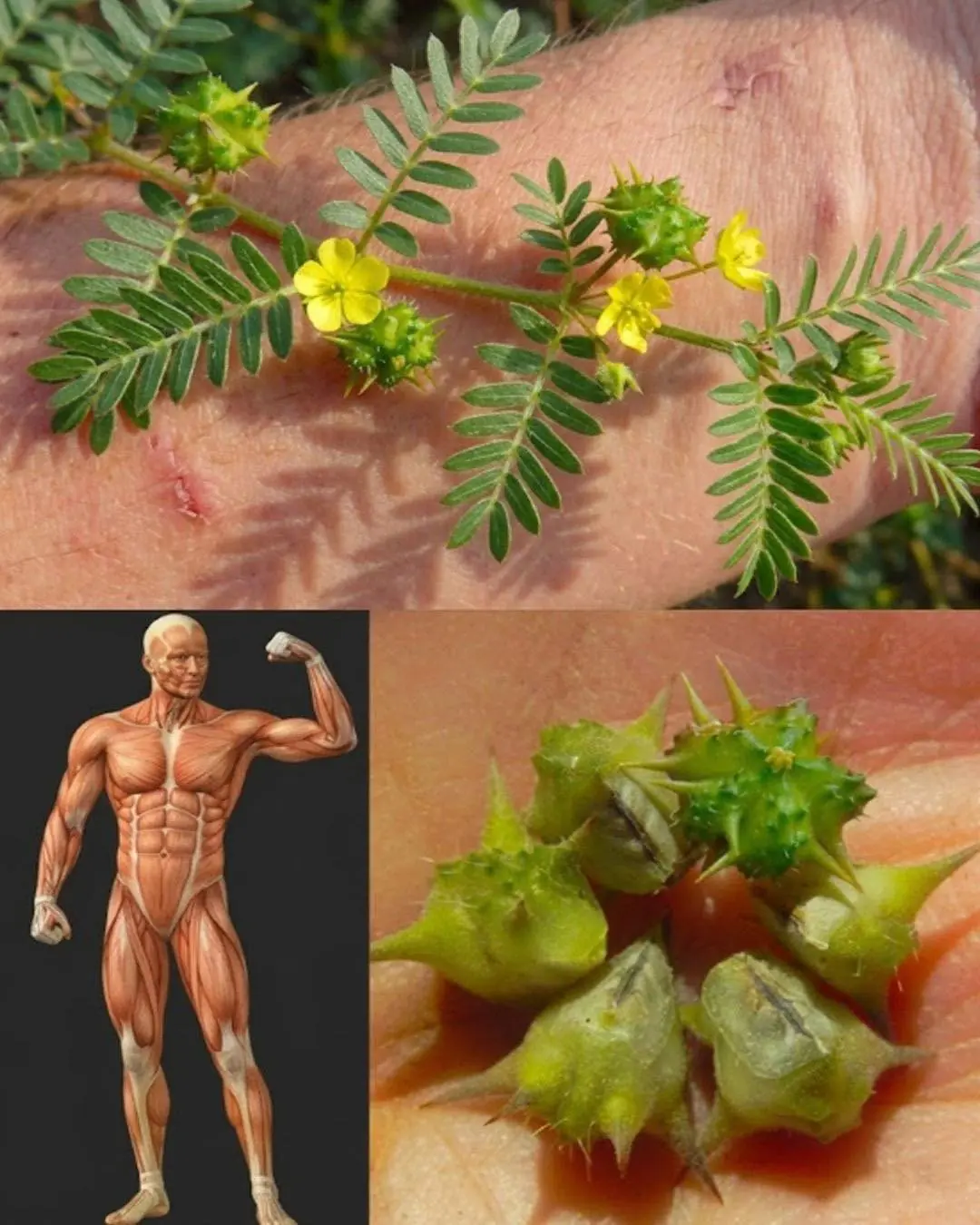 Para quem busca perder gordura e ganhar massa muscular, esta planta é extremamente poderosa...