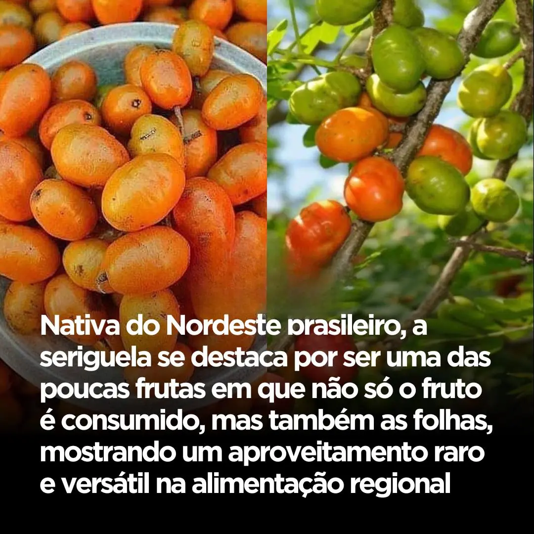 A seriguela, fruta bastante comum no Nordeste brasileiro, vai além do sabor marcante do seu fruto.