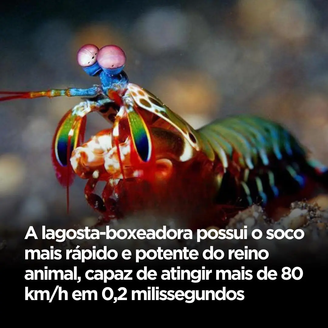 Conhecida como “boxeadora dos mares”, a lagosta boxeadora