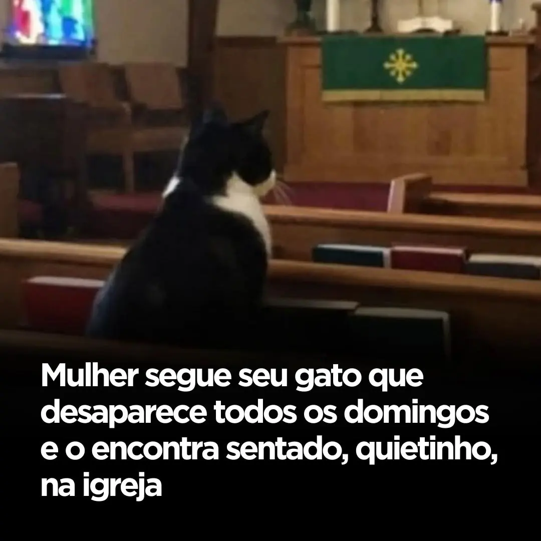 Mulher segue seu gato… e descobre um hábito que ninguém esperava