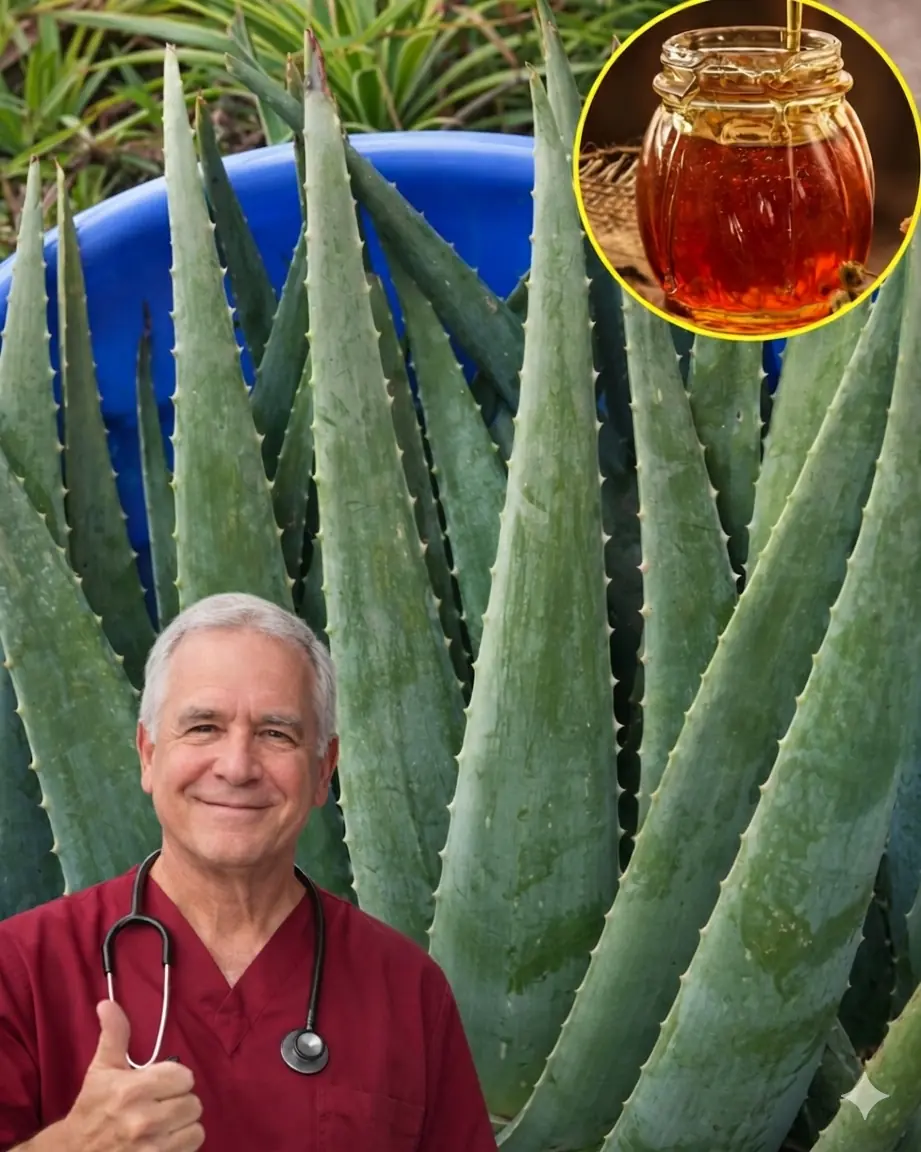 Babosa com mel: combinação poderosa ou mais um mito da internet?