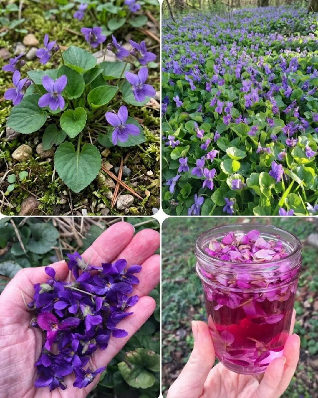 Se você vir esta planta, está sentado em ouro e nem sabe! A maioria das pessoas não sabe...