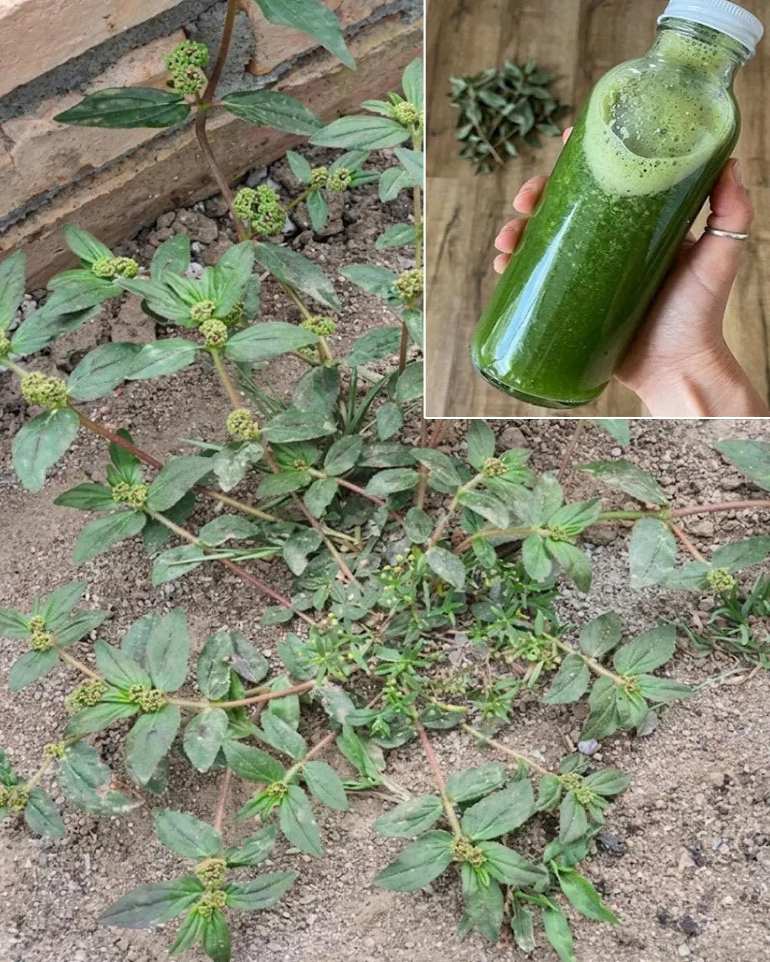 Essa plantinha no chão pode parecer “mato”… mas esconde um potencial que quase ninguém valoriza