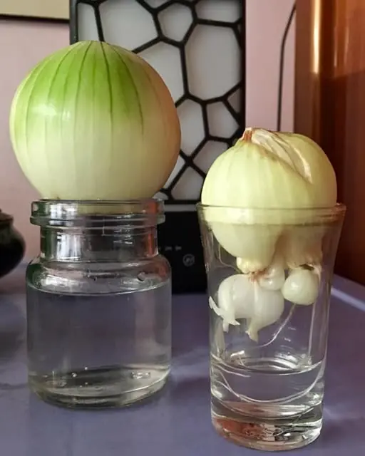 Horta Caseira: Aprenda a Cultivar Cebolas em Água e Tenha Temperos Frescos Sempre à Mão