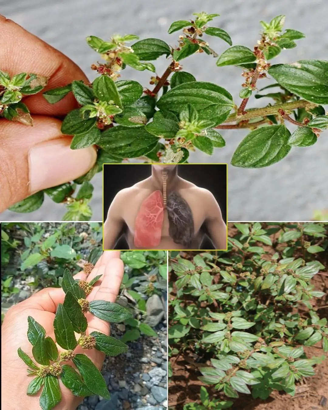 La plante que vous voyez sur la photo est l'une des plantes les plus miraculeuses au monde...