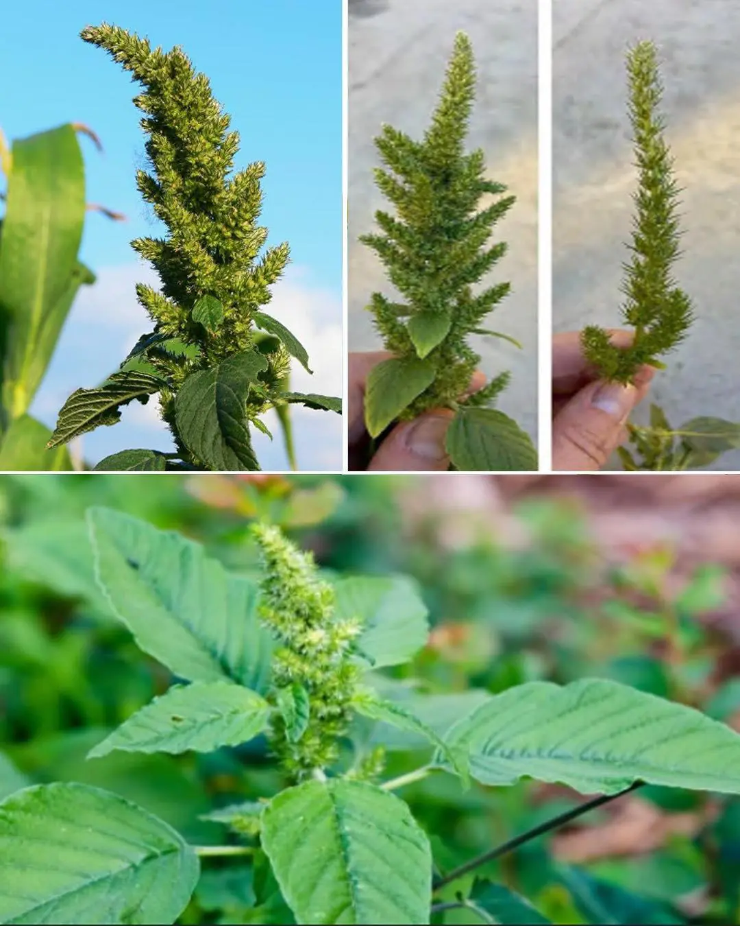 Cachée dans votre jardin, la plupart des gens ignorent les bienfaits de cette plante et la jettent tout simplement.