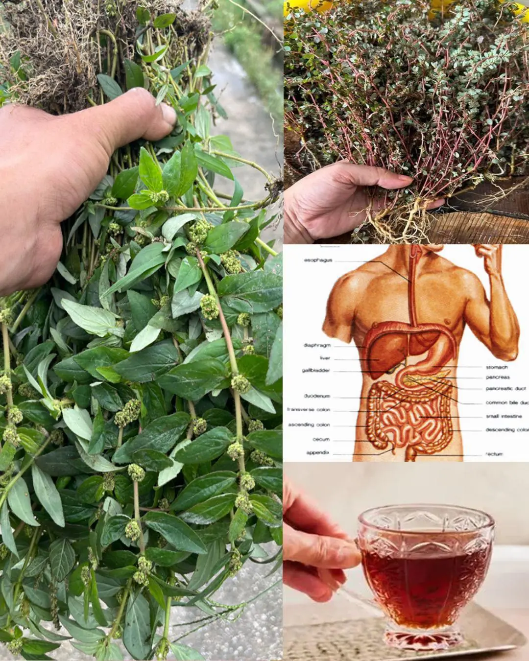 L'Euphorbia hirta, communément appelée plante contre l'asthme, est l'une des plantes les plus miraculeuses au monde...