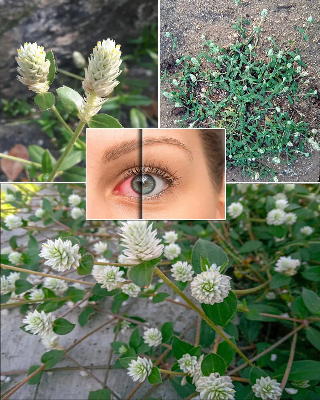 Découvrir cet arbre, c'est comme trouver un trésor dans son jardin, ne le laissez pas passer…