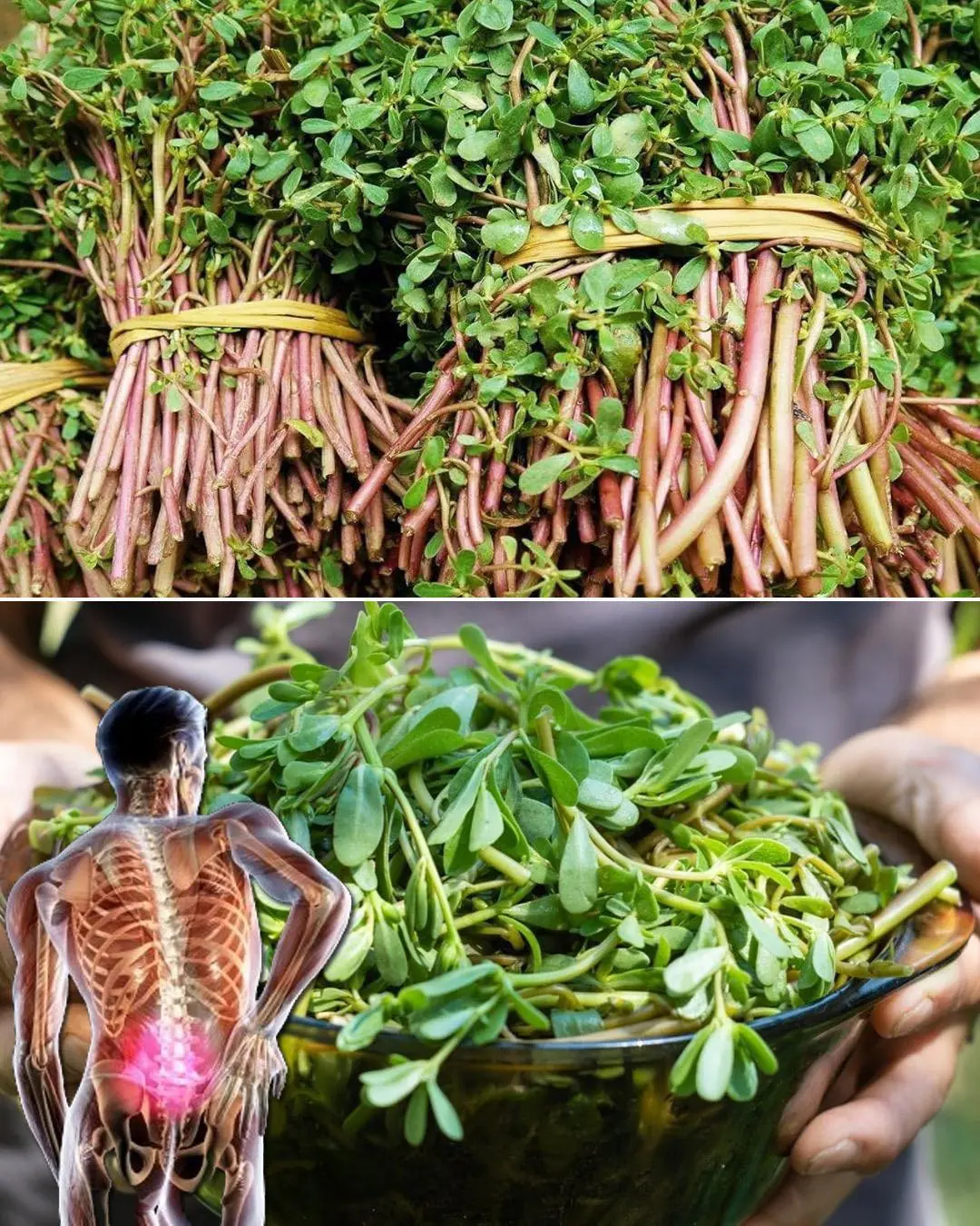 Le superaliment qui a meilleur goût que la viande – 7 raisons de le cultiver dans votre jardin…