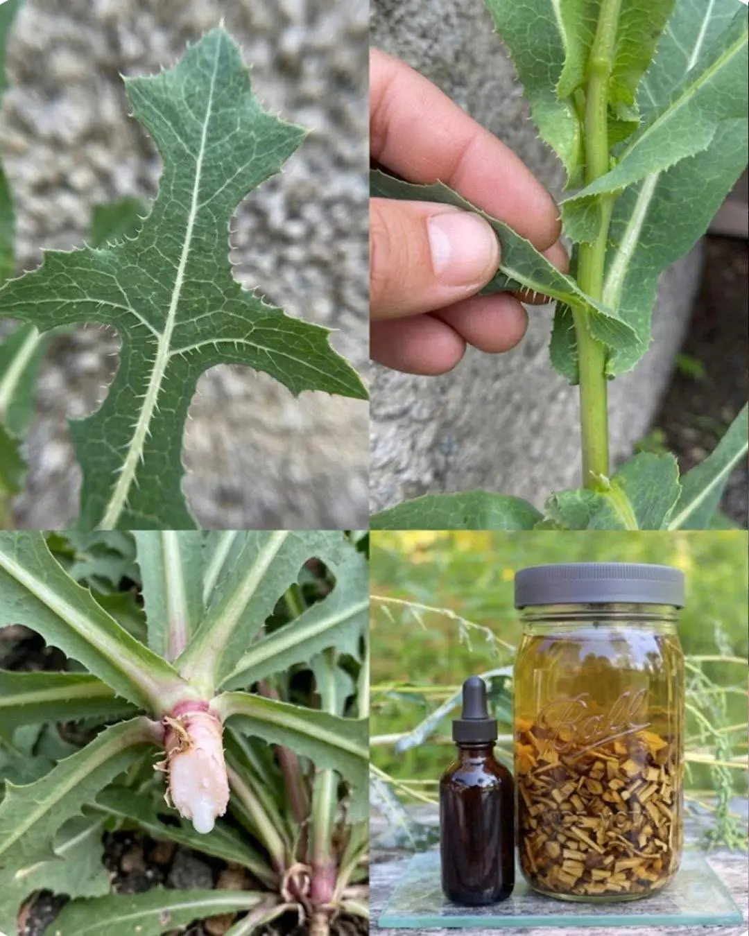 Beldroega: A "Erva Daninha" que Vale uma Fortuna em Saúde