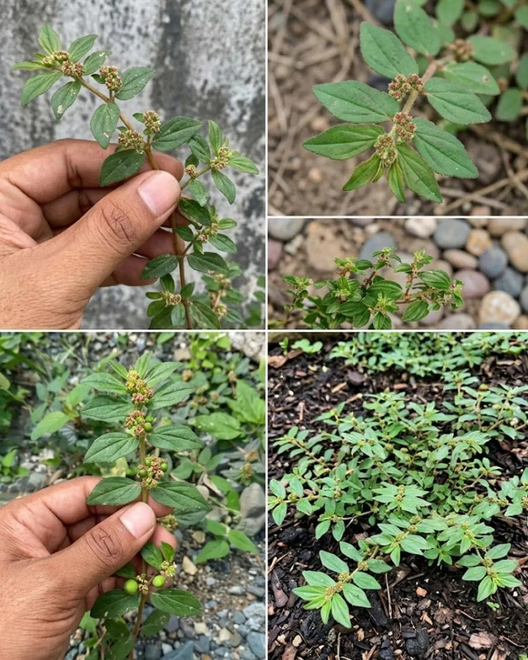 Essa maravilha despretensiosa da natureza cresce em todos os lugares, mas a maioria subestima...