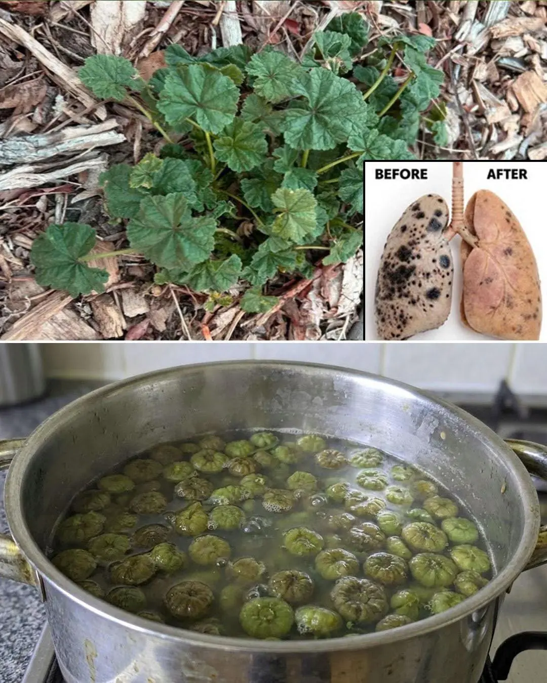 Cresce em todo lugar, mas a maioria das pessoas não faz ideia de que essa fruta é um verdadeiro tesouro...