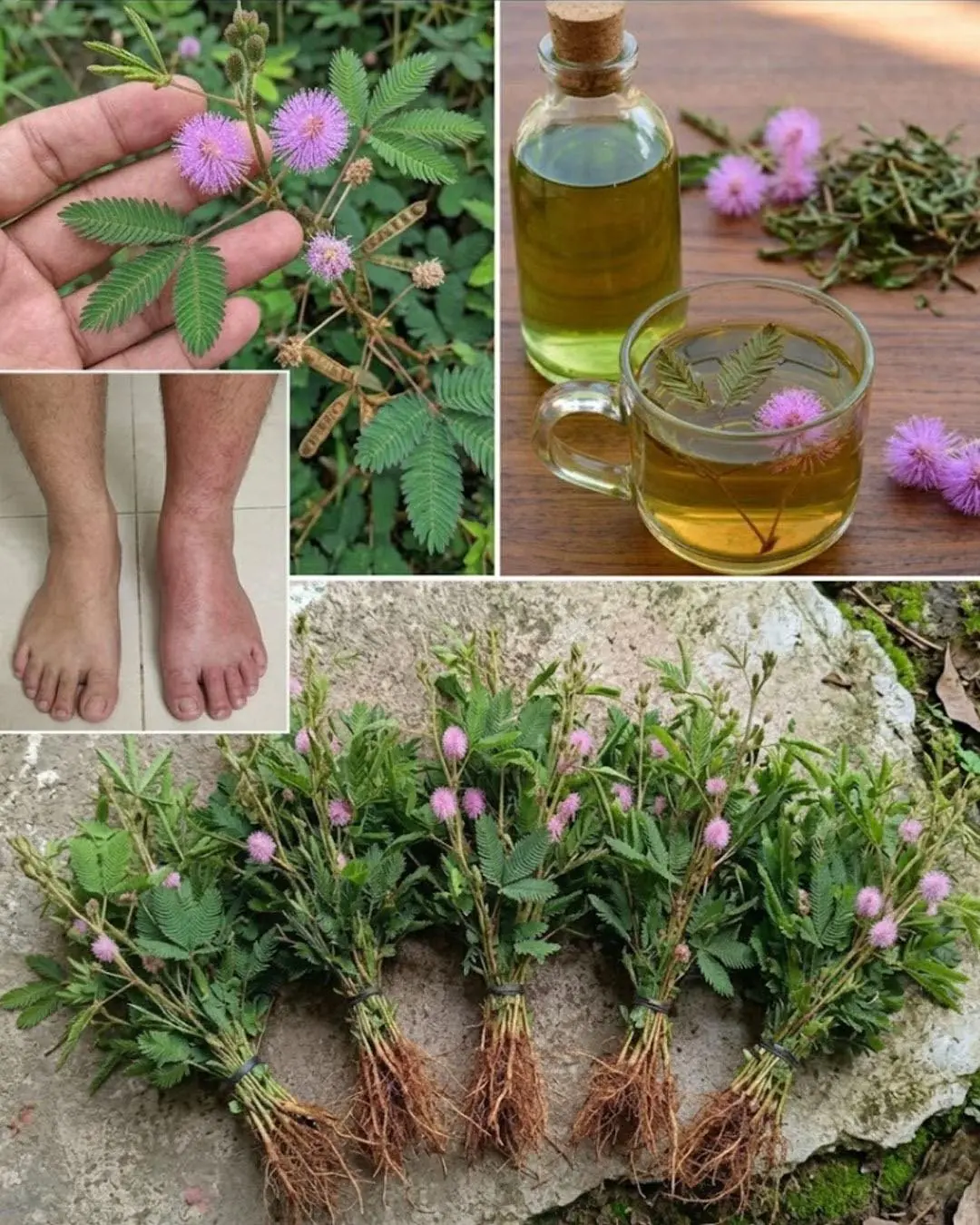 Ver essa planta é como encontrar "ouro" no jardim, não a jogue fora...
