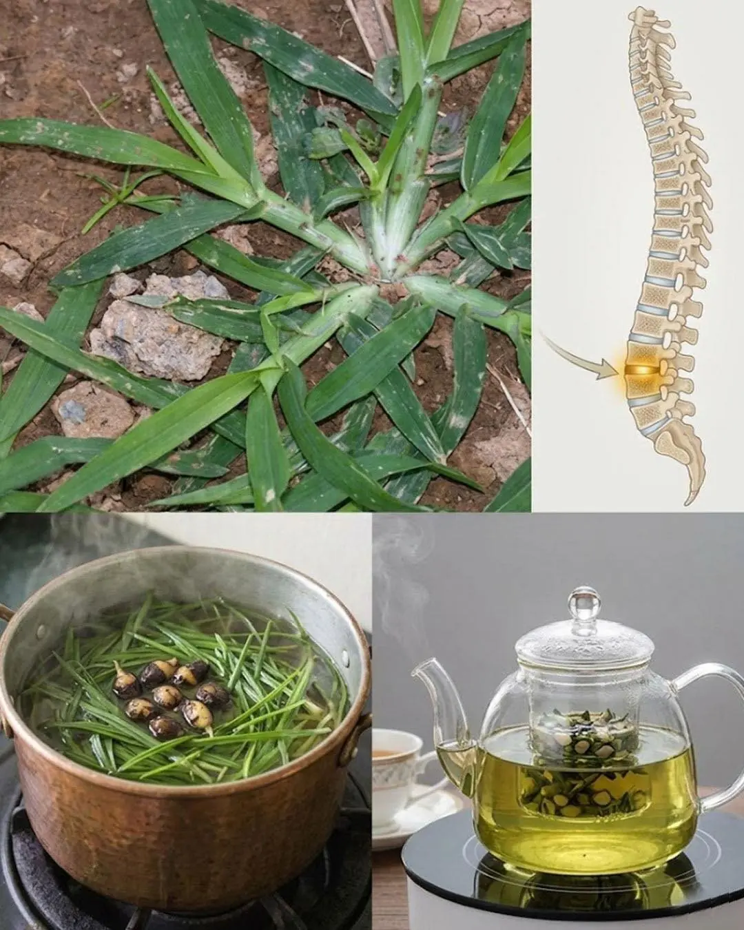 Se você vir esta planta, está sentado em ouro e nem sabe! A maioria das pessoas não sabe...