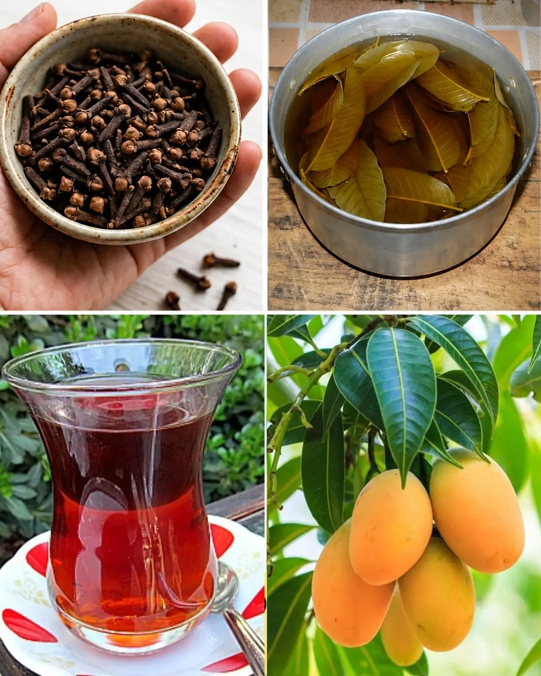 O Elixir Tradicional: O Poder Antisséptico das Ervas