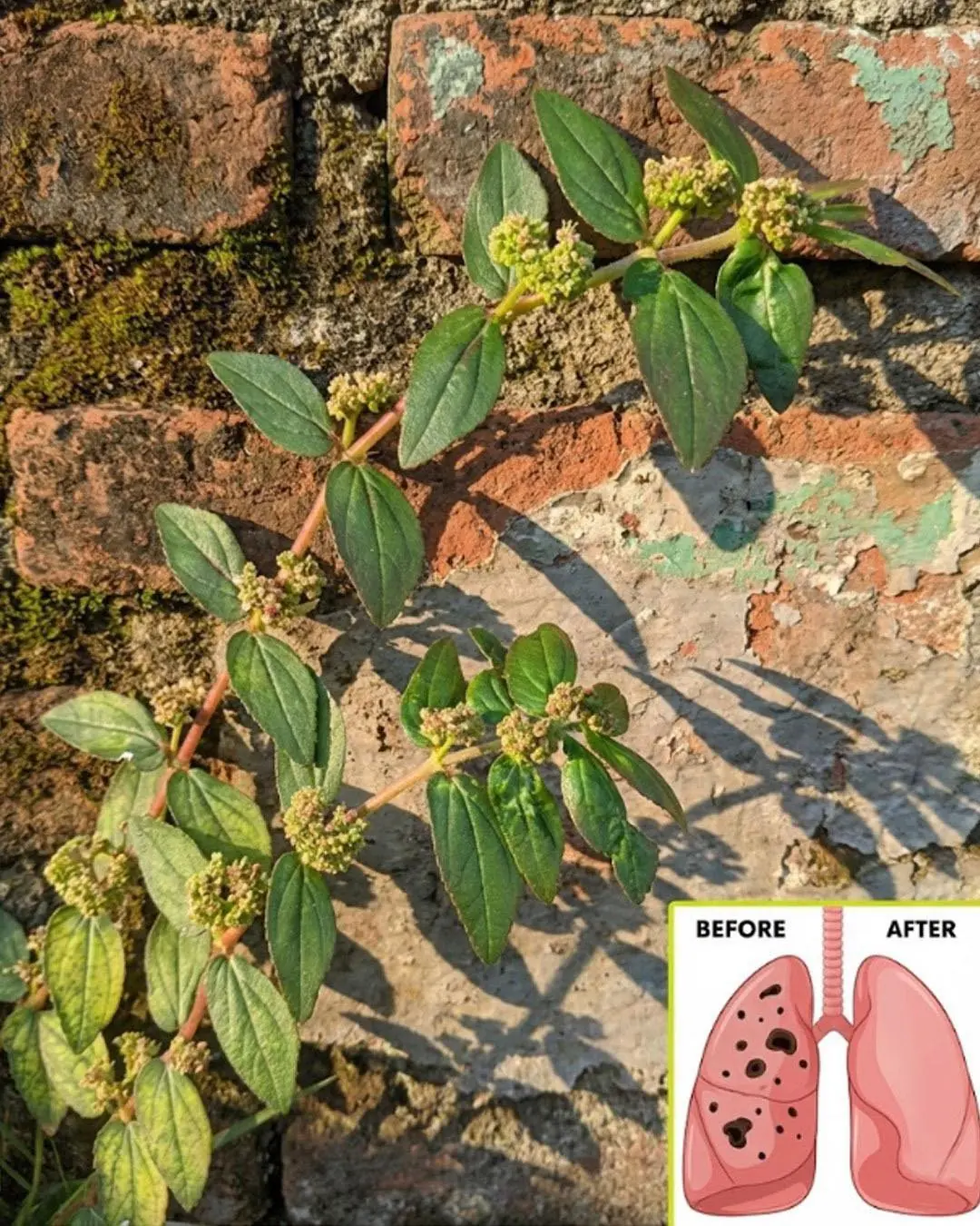Essa planta tem mais poder do que você imagina, e cresce em todo lugar...