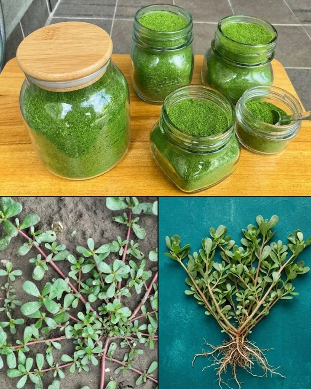 Se você tem essa planta no seu quintal, na verdade você tem um tesouro, mas nem sabe diss