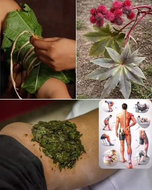 Óleo de Rícino: O Tesouro Natural que Cresce no Quintal e Revoluciona a Estética e a Saúde