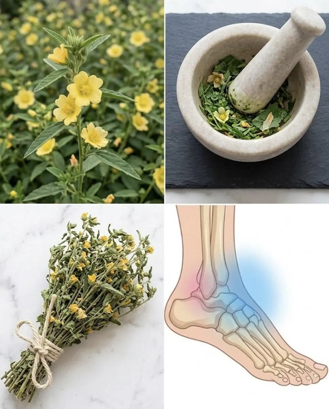 A maioria das pessoas desconhece o poder desta planta milagrosa e descomplicada para o quintal...