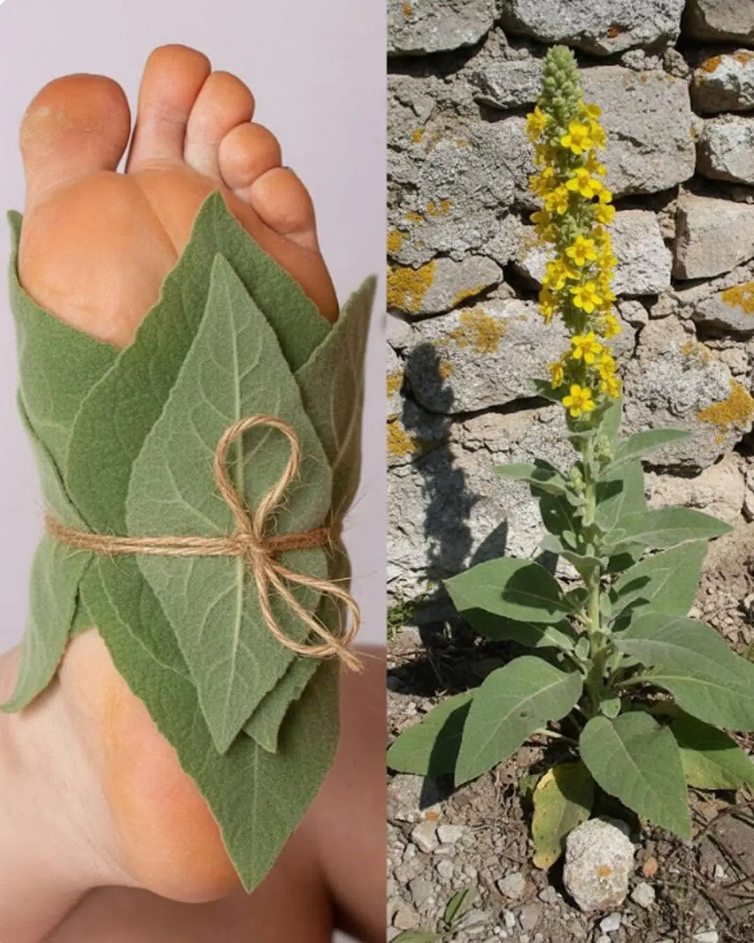 Ver essa planta é como encontrar "ouro" no jardim, não a jogue fora