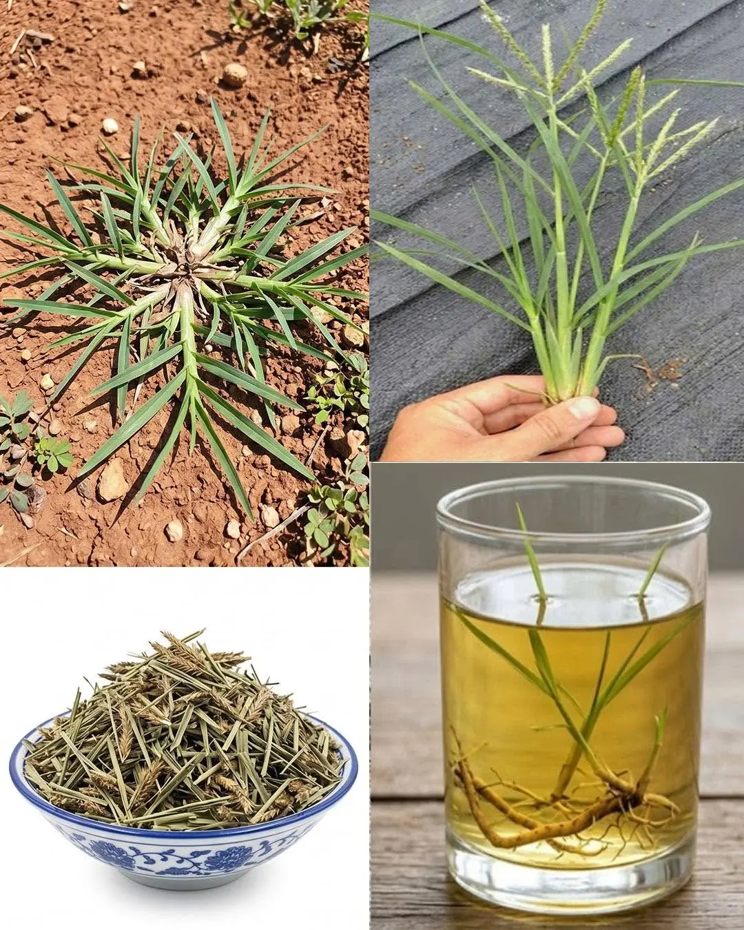 Ter essa planta no seu jardim é mais valioso do que encontrar dinheiro...