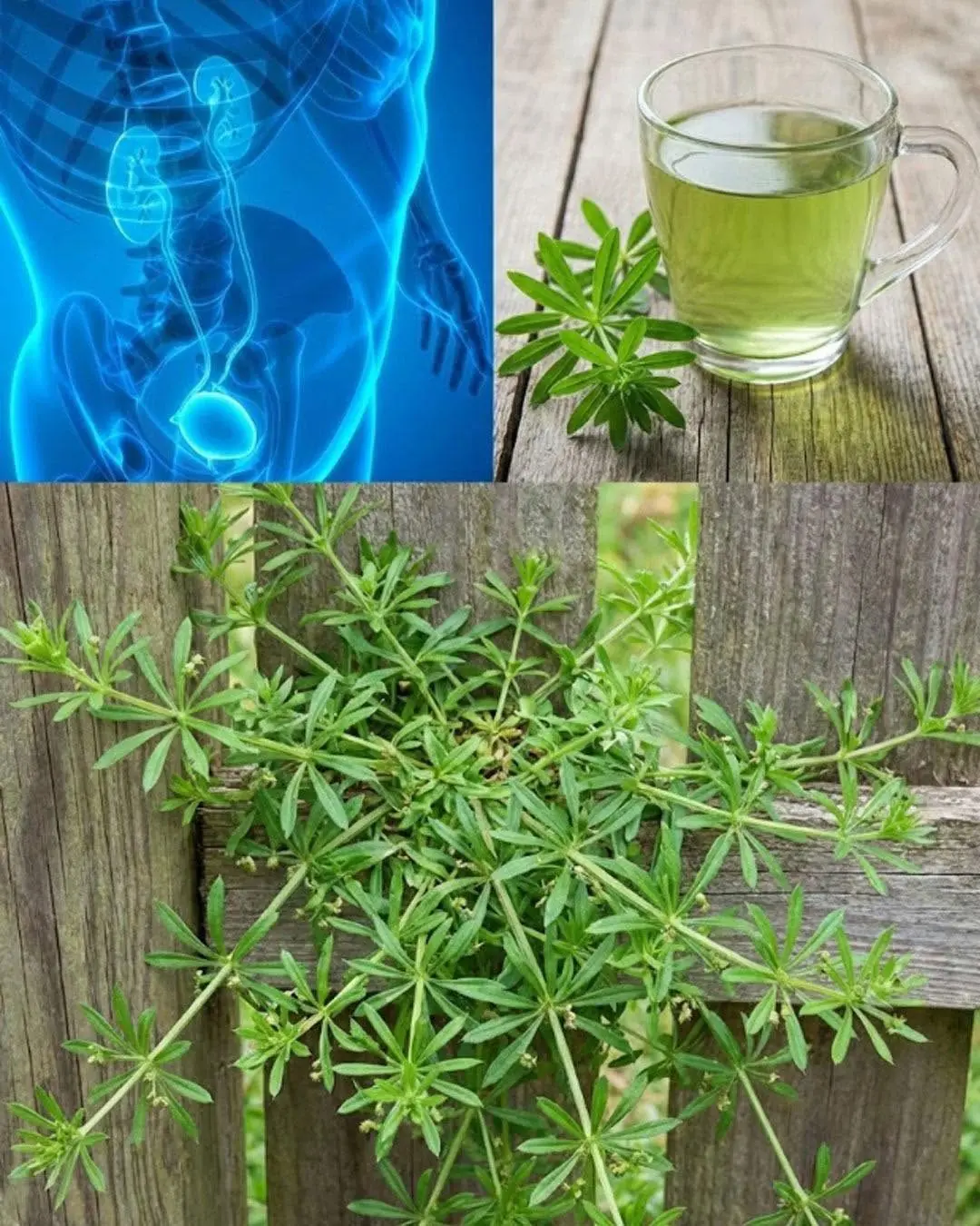 A planta que você vê na foto é uma das plantas mais poderosas do mundo...