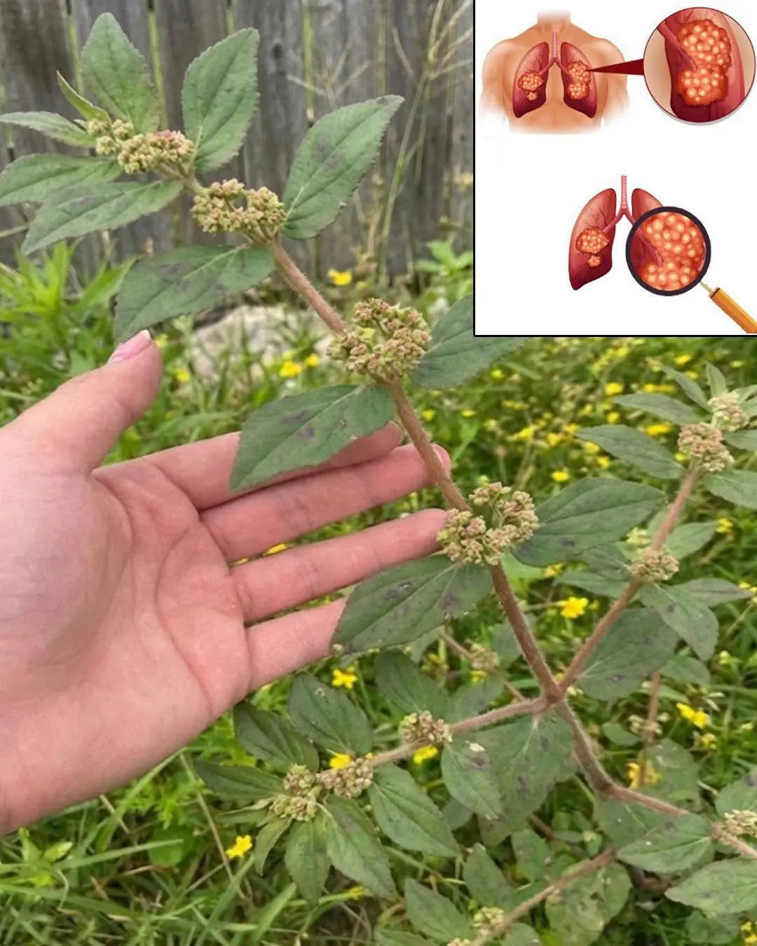 Essa planta tem mais poder do que você imagina, e cresce em todo lugar...