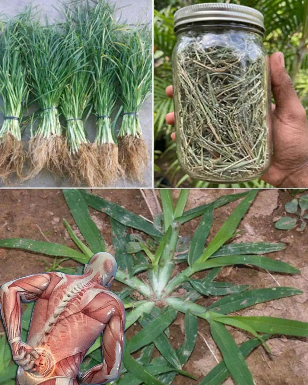 Essa é uma das plantas mais milagrosas do mundo, mas a maioria das pessoas não sabe...