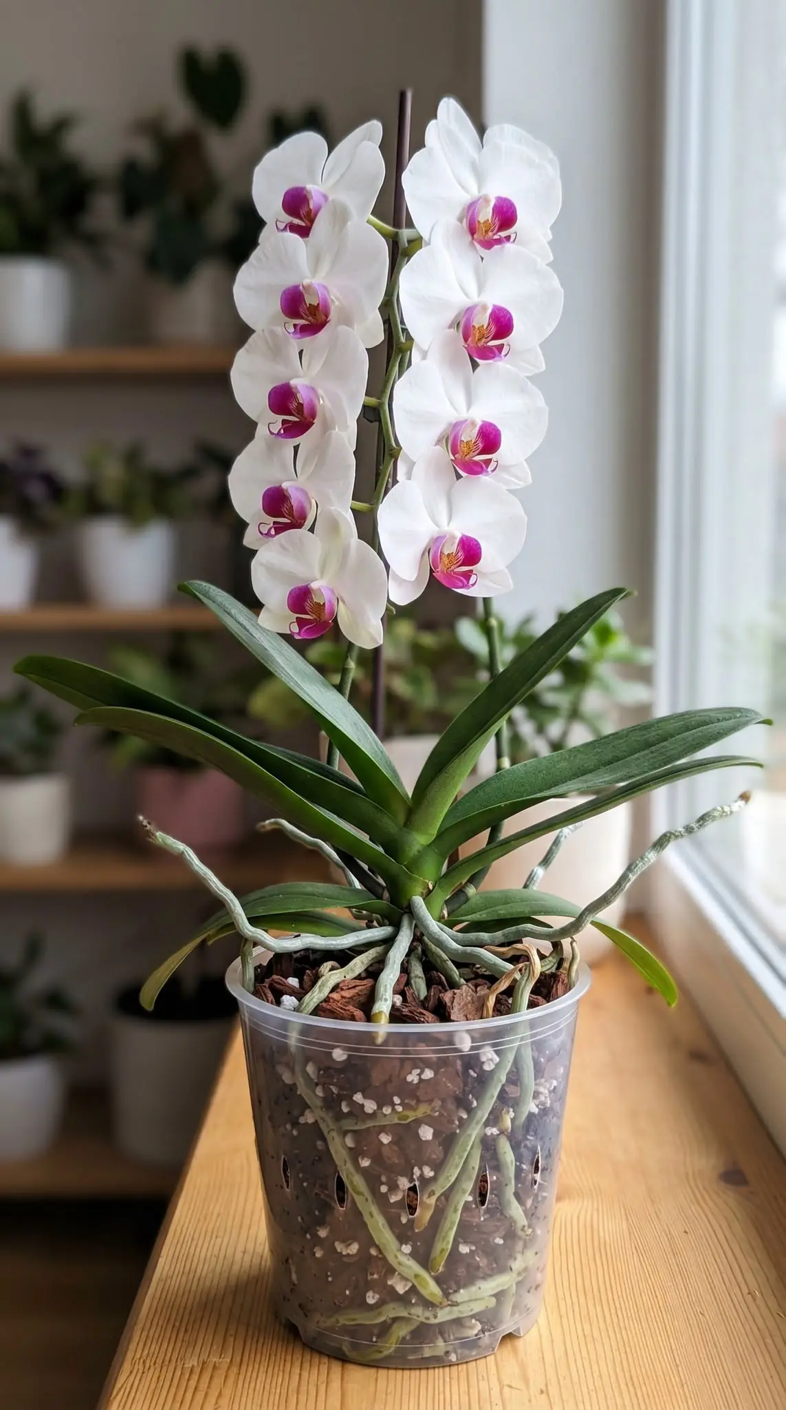 Orquídea, atacada por la pudrición de la raíz: si lo haces, volverá fuerte y saludable