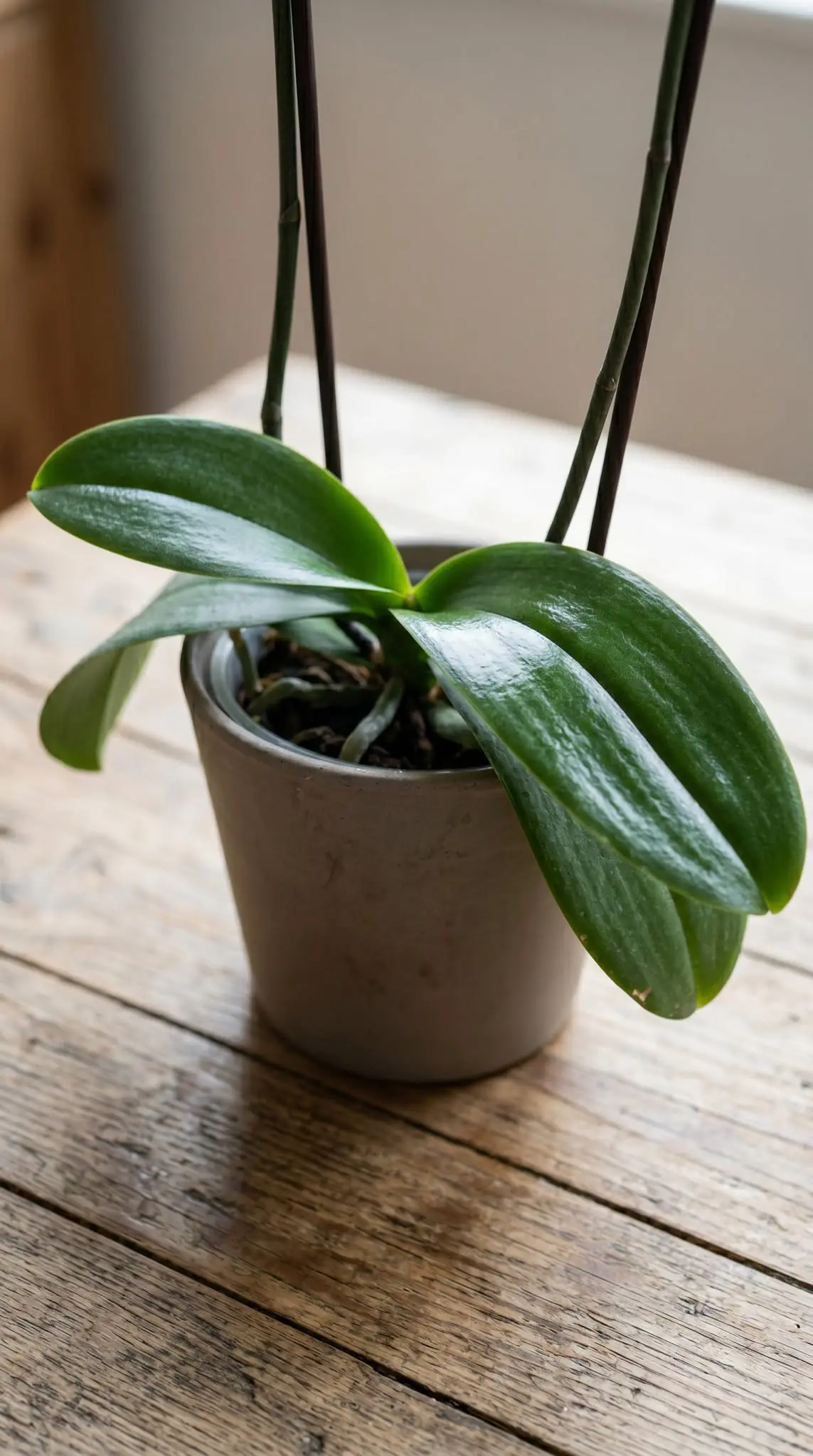 Cómo limpiar las hojas de orquídea con un solo ingrediente natural