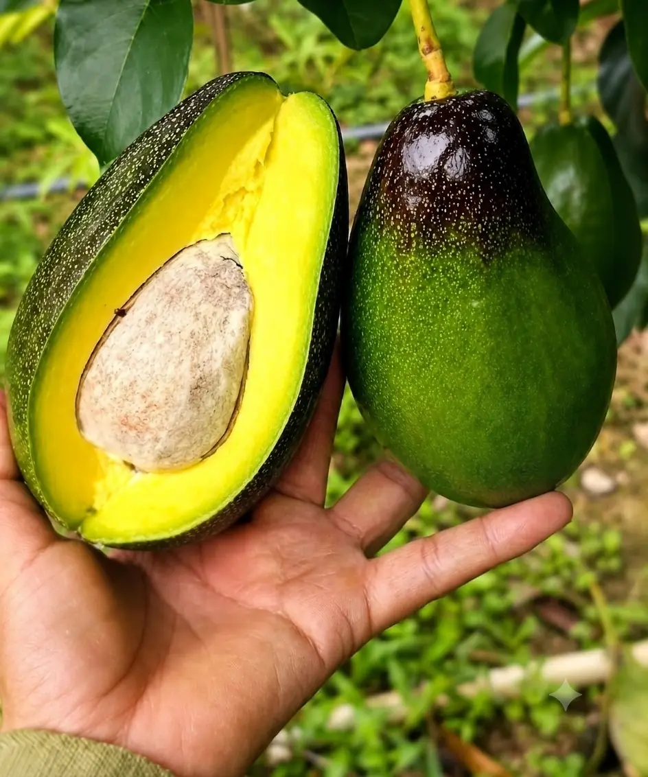 Os Benefícios Surpreendentes do Abacate: Por que Esta Fruta Cremosa Merece o Status de Superalimento