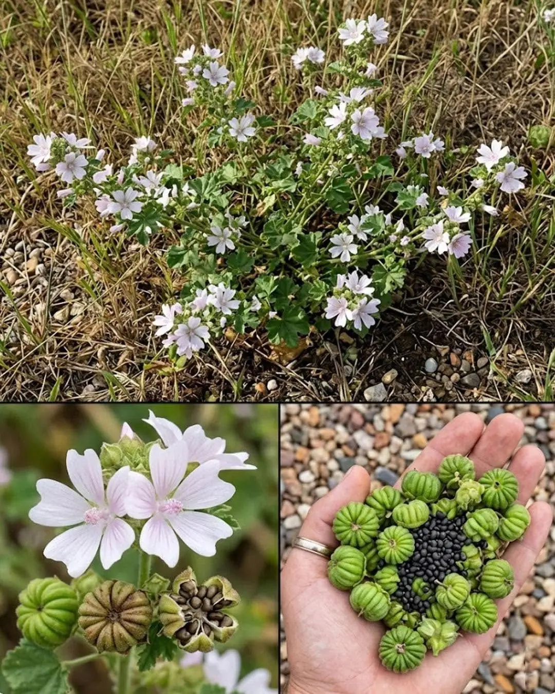 Si vous avez cette plante dans votre propriété, vous possédez en réalité de l'or sans le savoir...