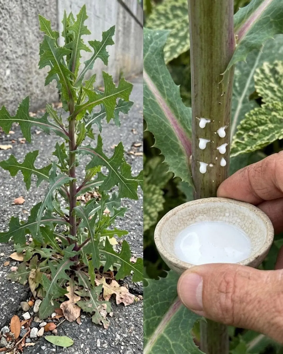 A maioria das pessoas não sabe que esta planta tem uma seiva tão valiosa quanto a prata...