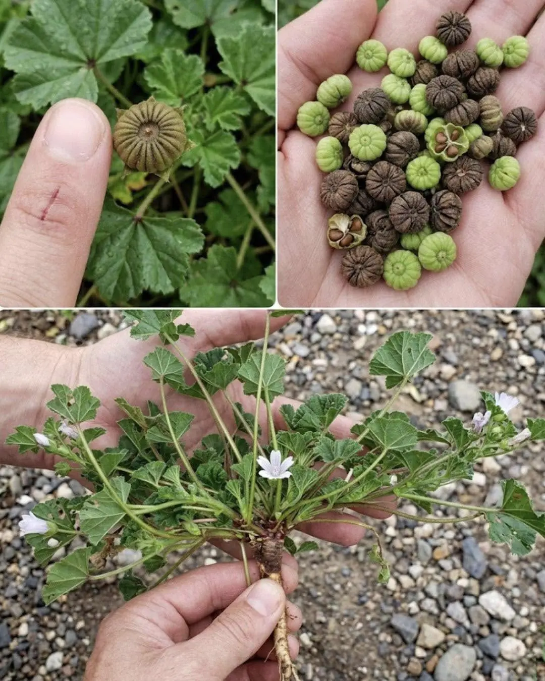 Cresce em todo lugar, mas a maioria das pessoas não faz ideia de que essa fruta é um verdadeiro tesouro... Leia