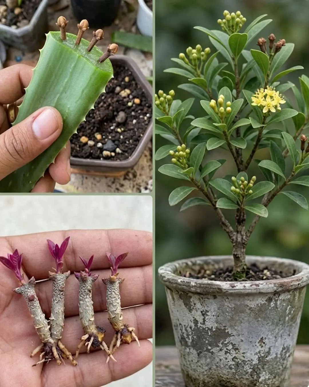 Forma única de cultivar cravo-da-índia em casa || Dicas e truques para cultivar cravo-da-índia...