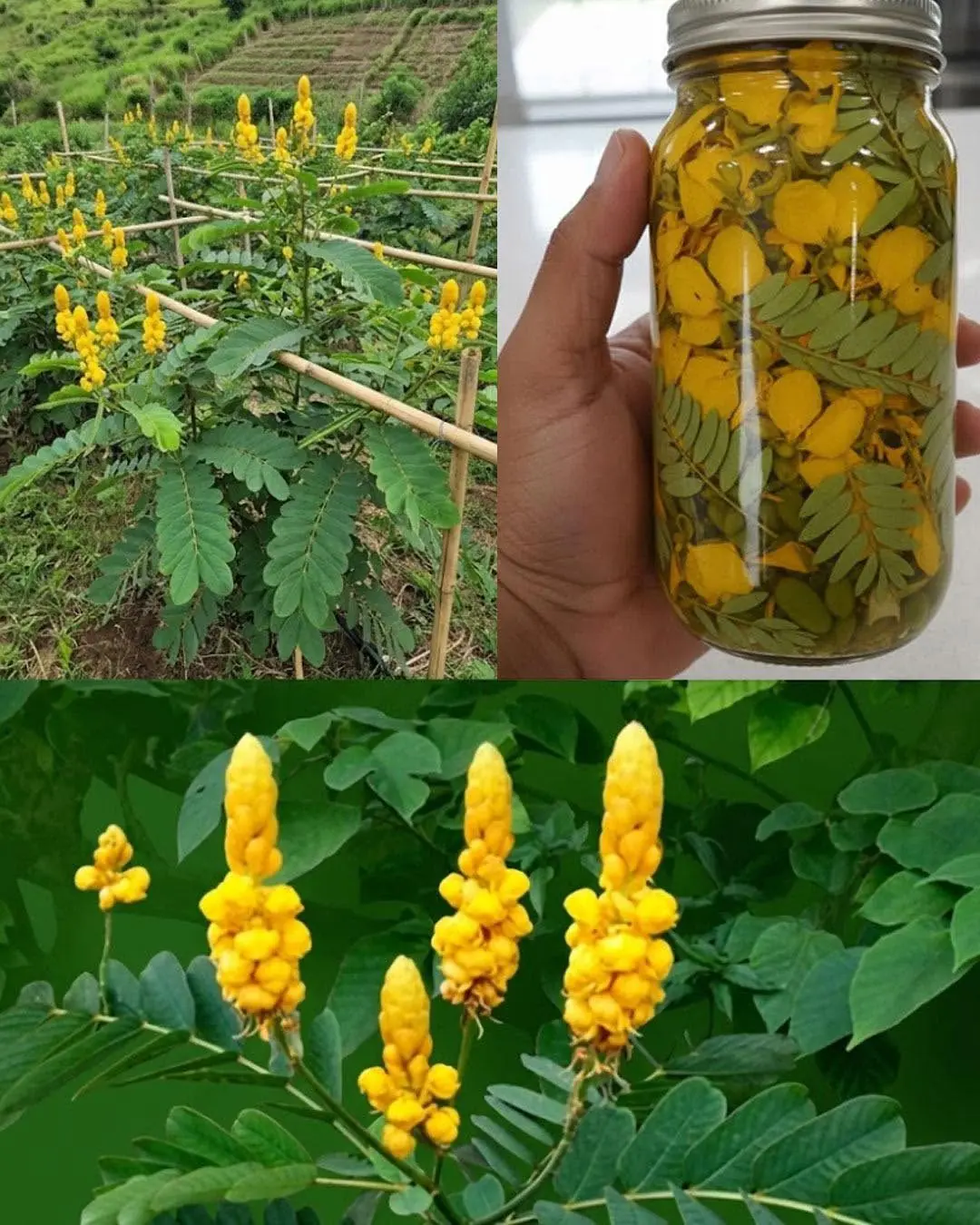 Cresce em todo lugar, mas a maioria das pessoas não faz ideia de que essa planta é um verdadeiro tesouro...