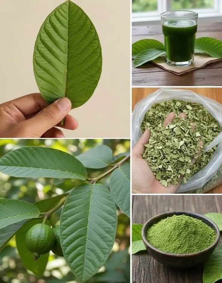 Folhas de Goiabeira: O Uso Tradicional e a Busca pelo Equilíbrio Natural