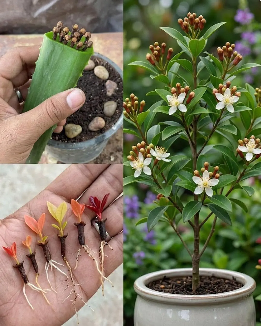 O Cultivo do Cravo-da-Índia: Entre a Curiosidade e a Realidade Botânica