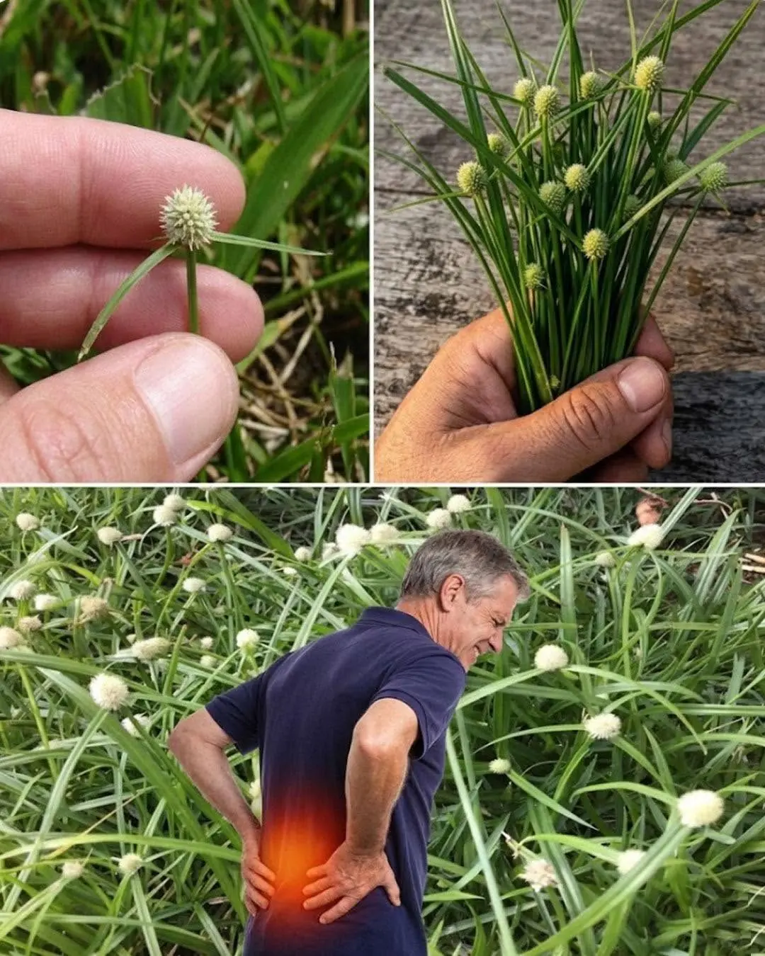 Si vous voyez ce petit coin d'herbe dans votre jardin, vous avez en réalité découvert un véritable trésor sans le savoir...