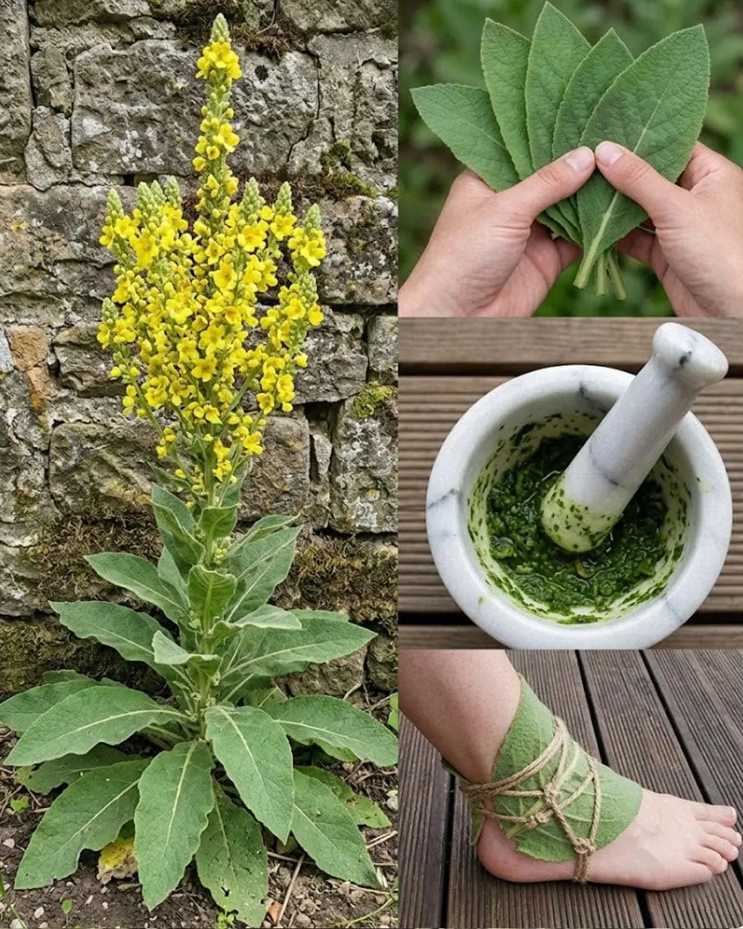Tout le monde adore le bouillon-blanc, mais la plupart des gens ne savent pas comment l'utiliser...