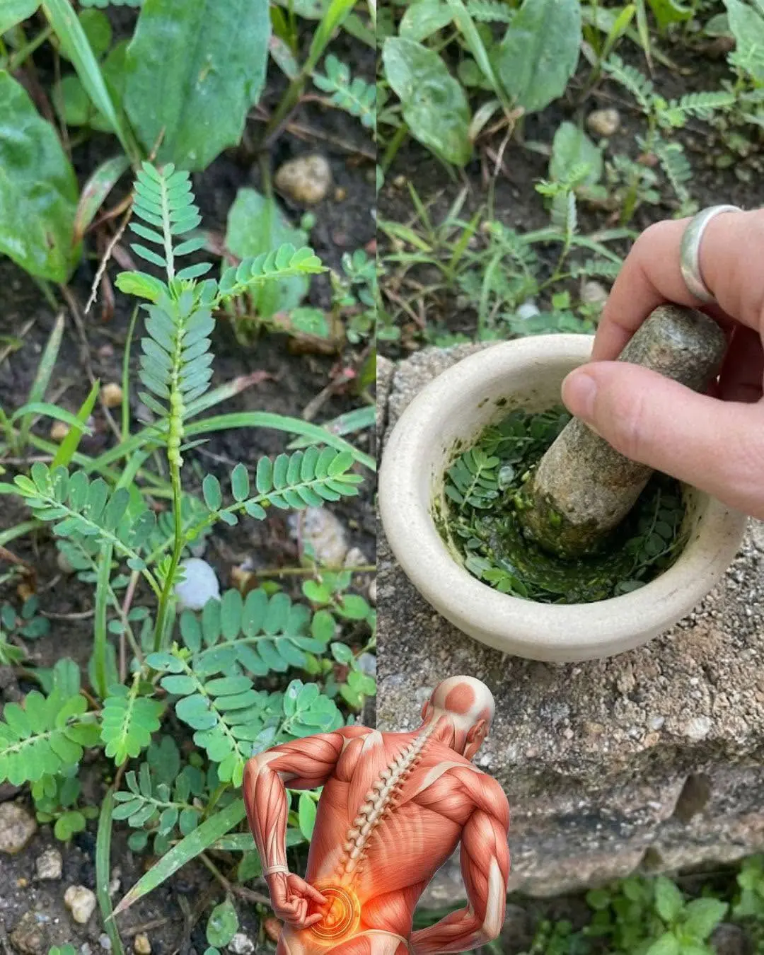 Ne marchez jamais sur cette mauvaise herbe ; elle est considérée comme une véritable mine d'or au jardin…