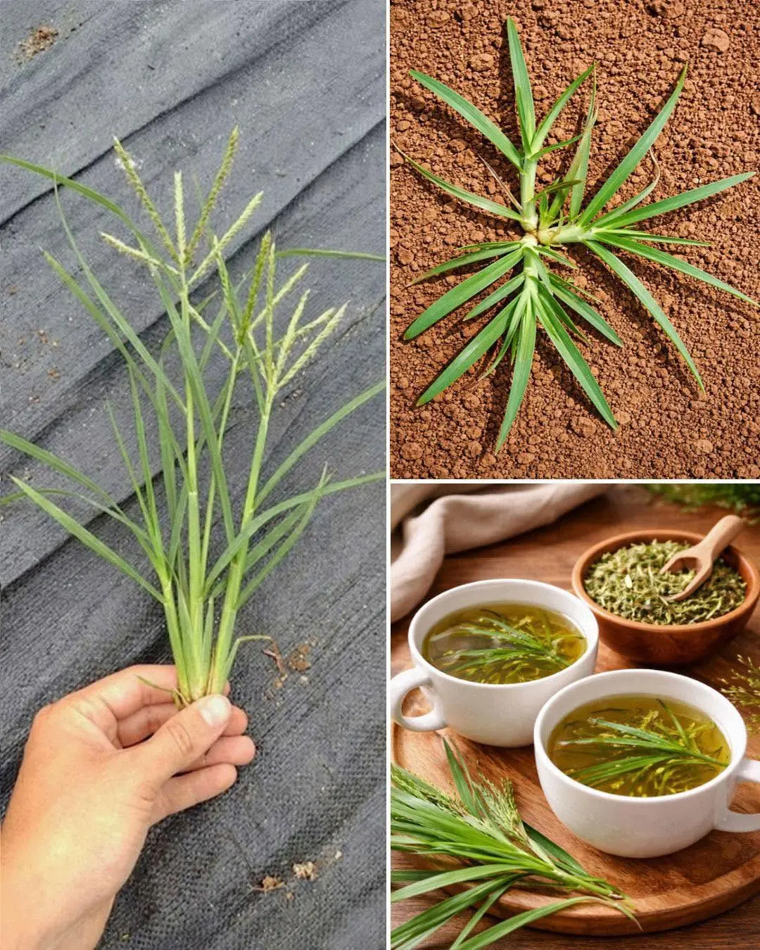 Ter essa planta no seu jardim é mais valioso do que encontrar dinheiro...