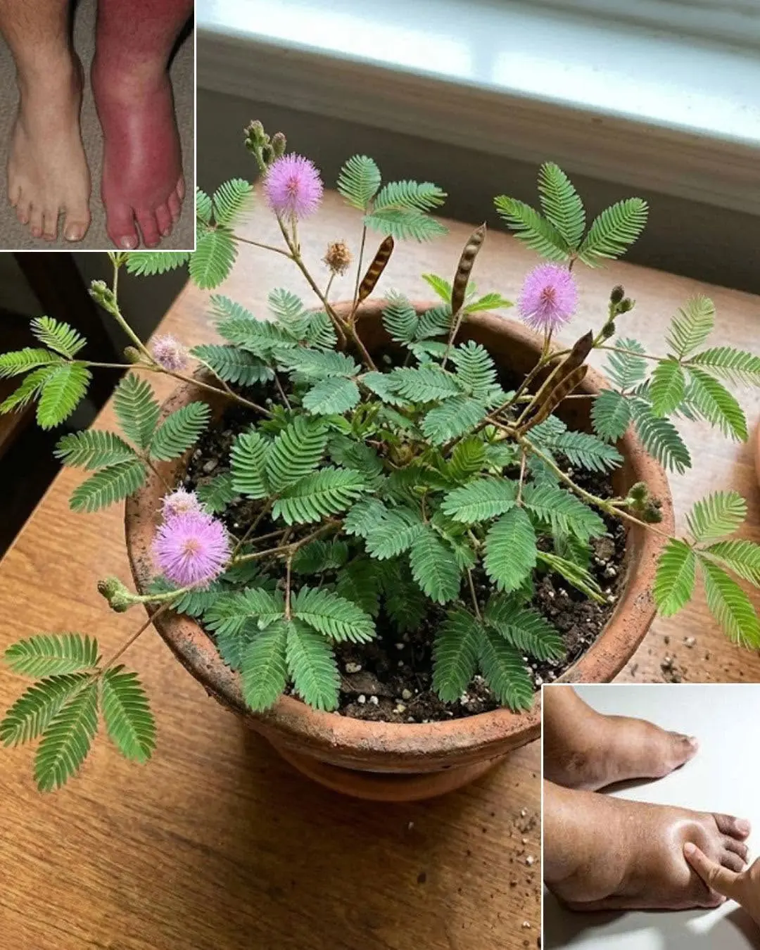 Se você vir esta planta, está sentado em ouro e nem sabe! ...